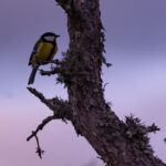 Wildlife photo from Estonia, August 2023, by Martin Marfeldt