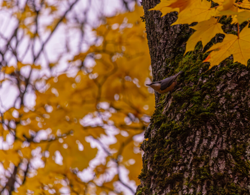 bird in autumn