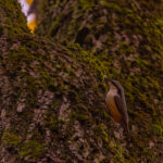 bird in autumn