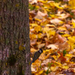bird in autumn