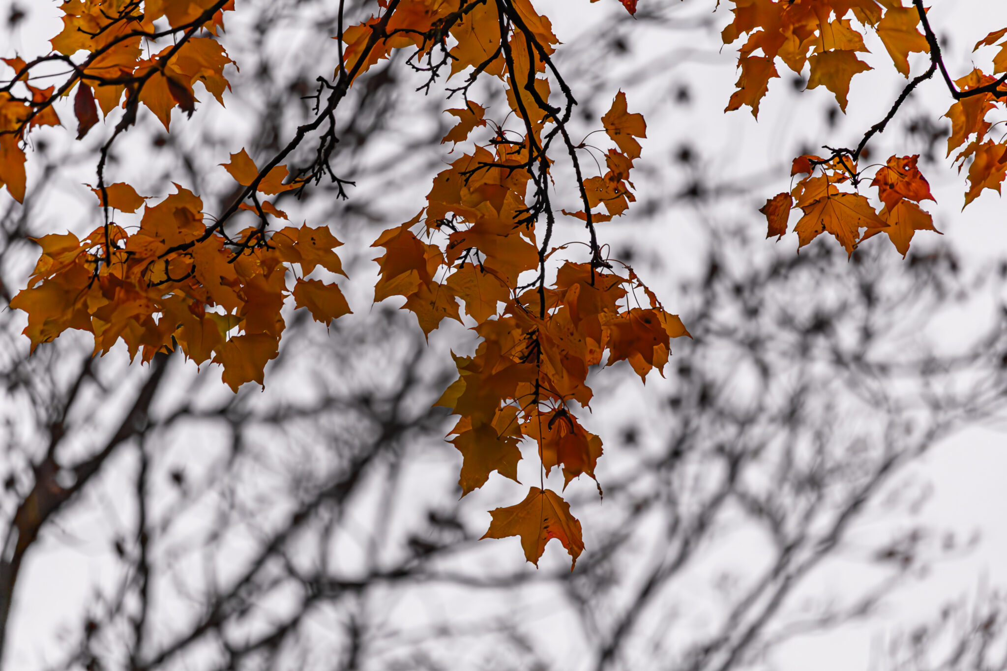 Autumn Abstract