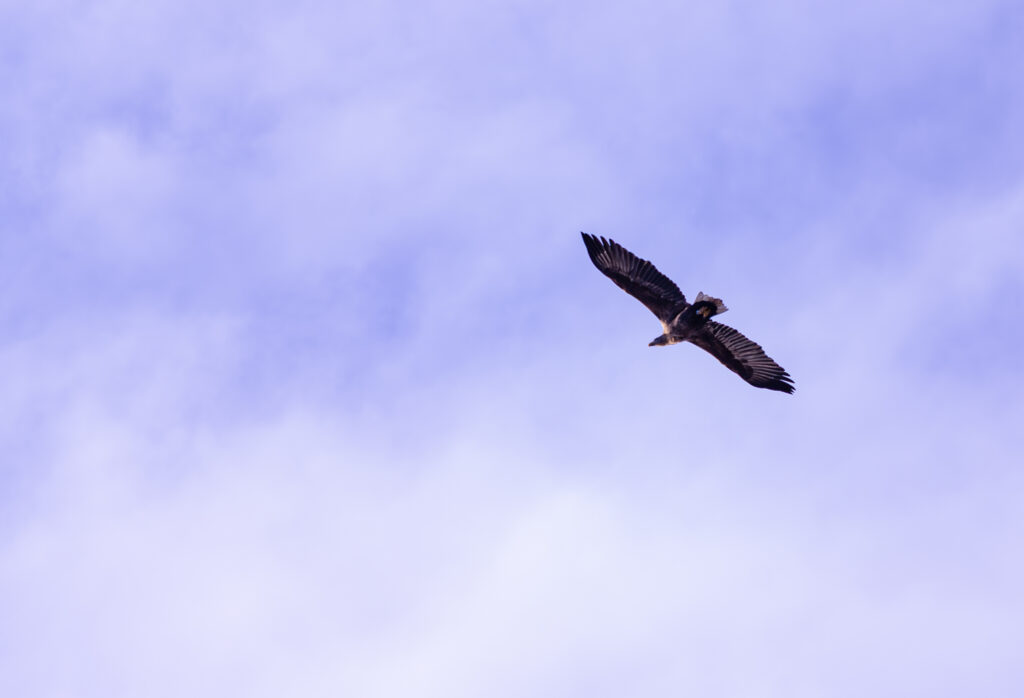 Bird soaring in cloudy sky Young White Tailed Eagle Paljassaare