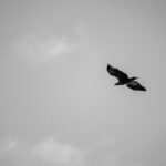 Bird soaring in cloudy sky Young White Tailed Eagle Paljassaare
