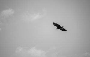 Bird soaring in cloudy sky Young White Tailed Eagle Paljassaare