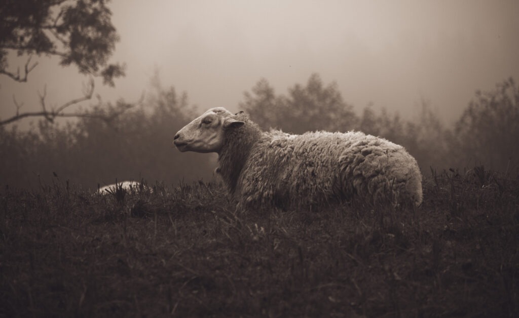 3, Estonia – wildlife photo by Martin Marfeldt