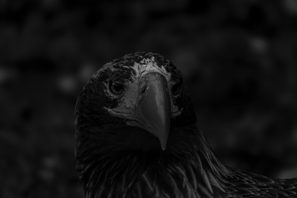 C2, Estonia – wildlife photo by Martin Marfeldt