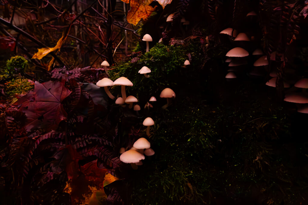 Autumn shrooms in estonia
