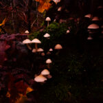 Autumn shrooms in estonia