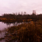 wetland landscape