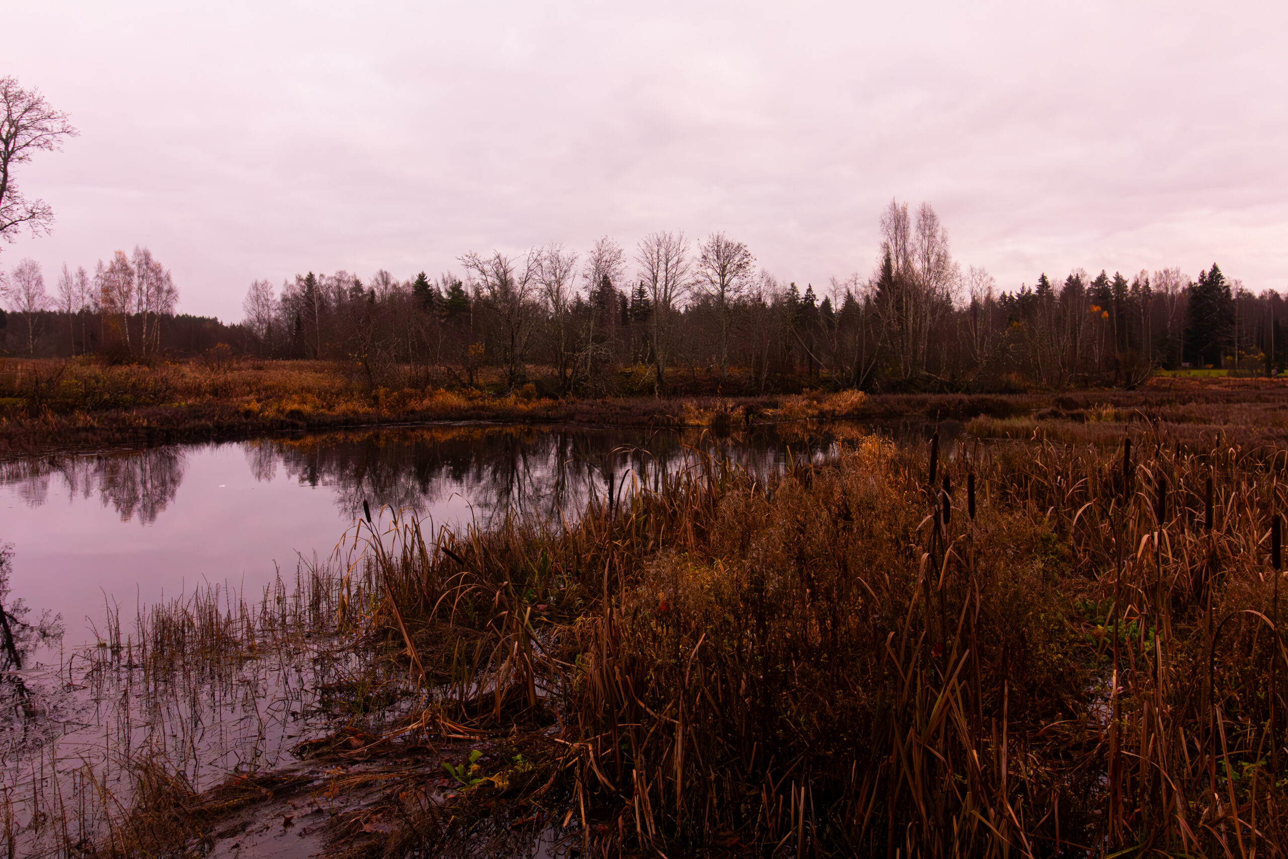 wetland landscape