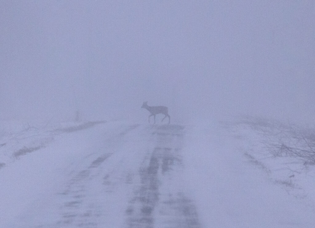 Deer crossing snowy, foggy road