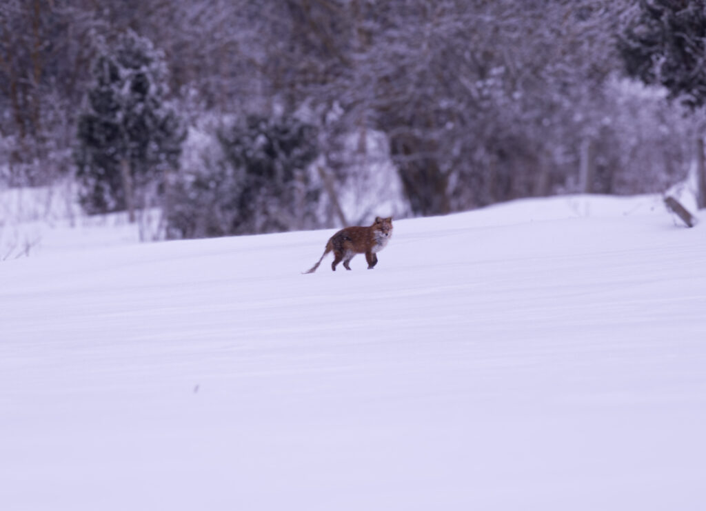 Animal running in snowy landscape