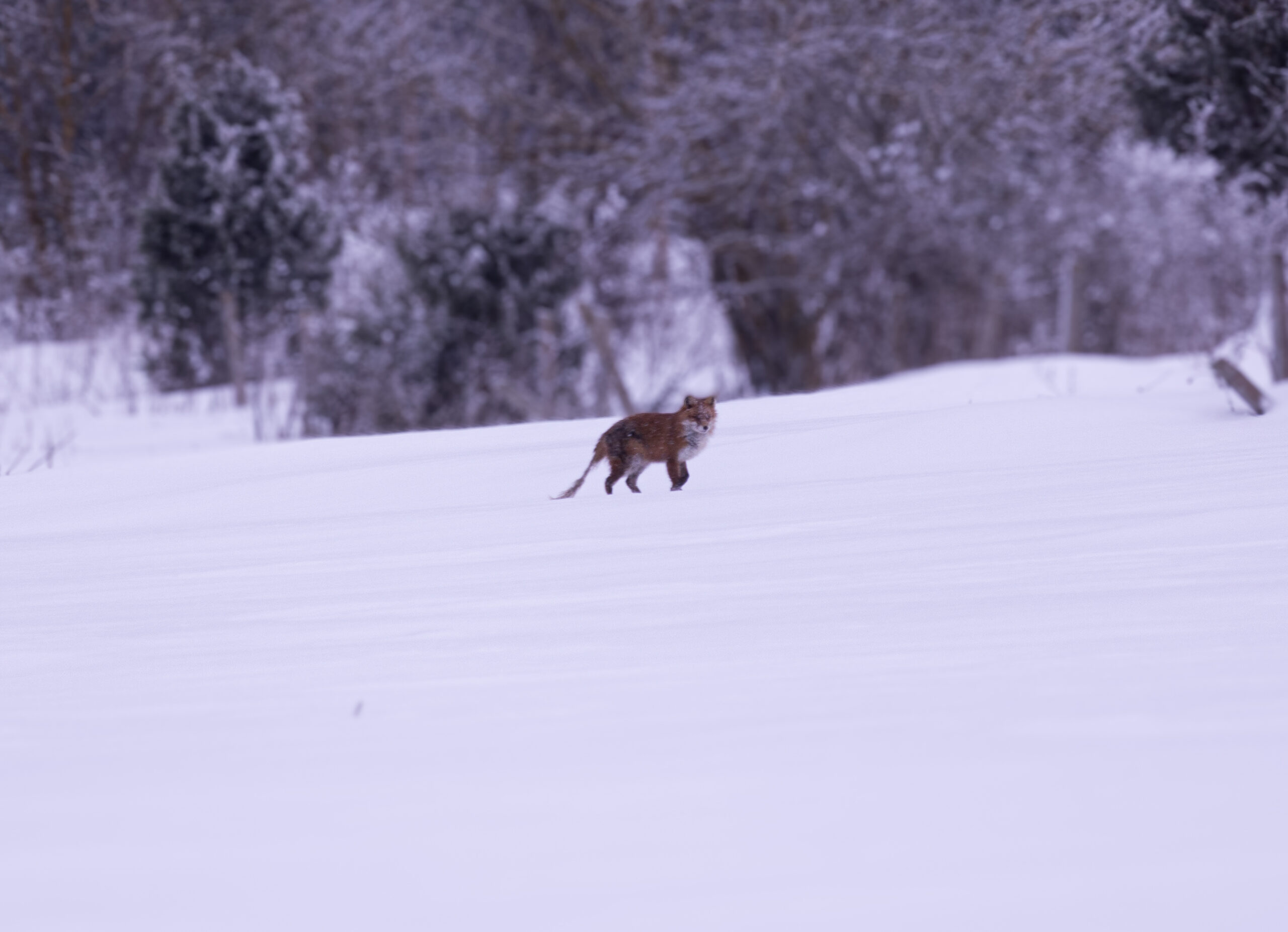 Animal running in snowy landscape