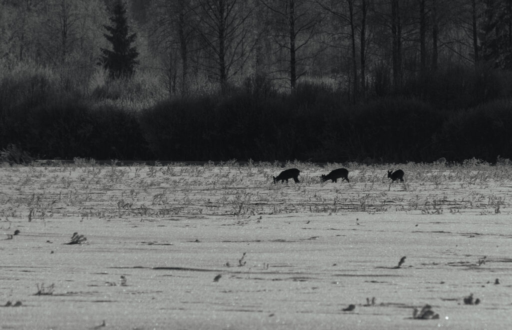 Silhouetted animals walking across frozen landscape.