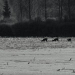 Silhouetted animals walking across frozen landscape.