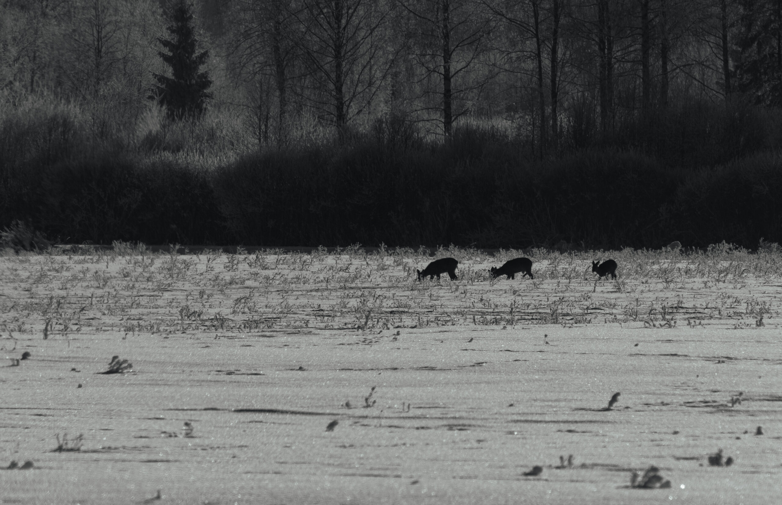 Silhouetted animals walking across frozen landscape.