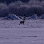 Deer in snowy landscape.