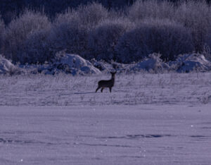 Deer in snowy landscape.