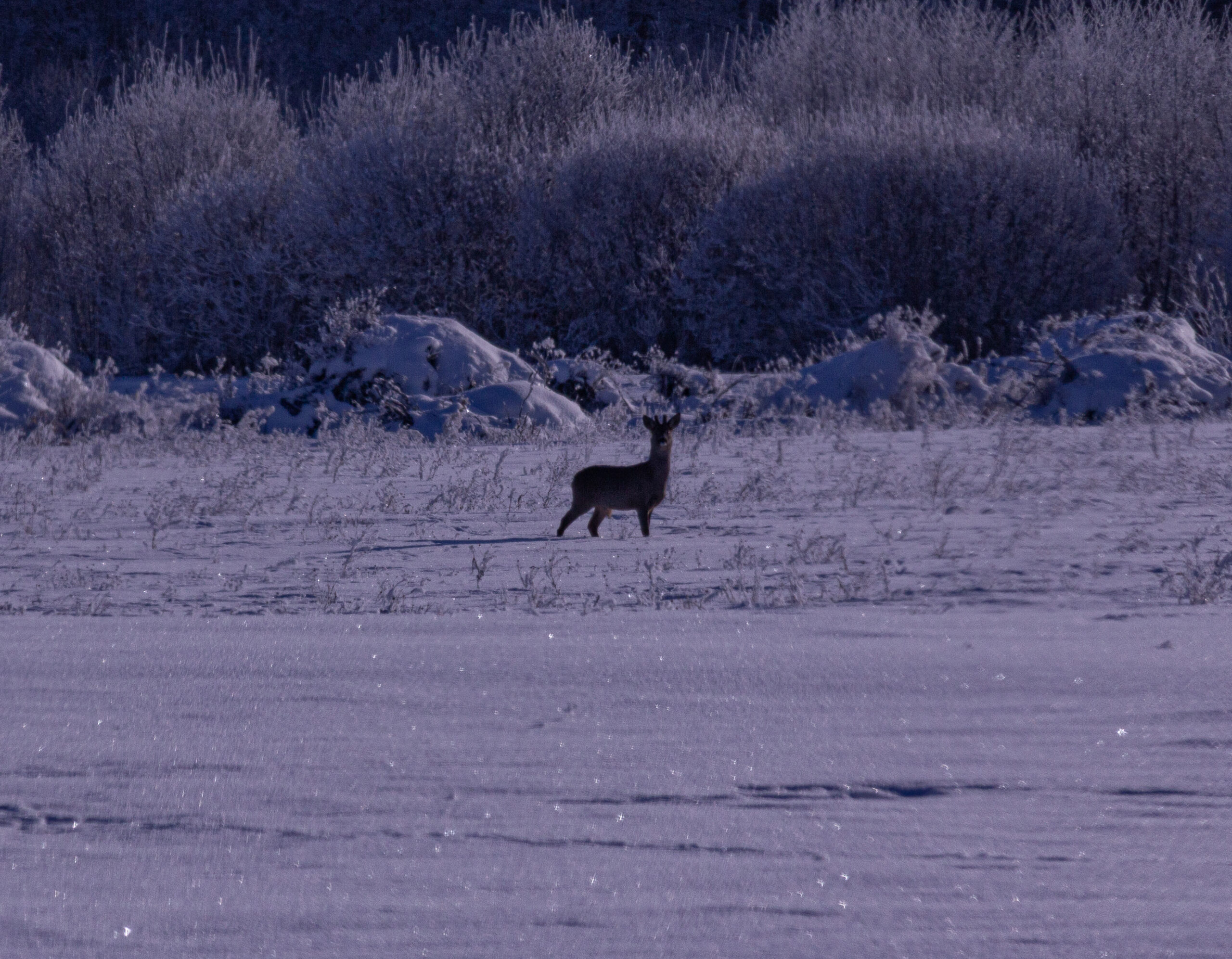 Deer in snowy landscape.