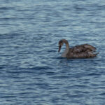Wildlife photo from Estonia, January 2024, by Martin Marfeldt