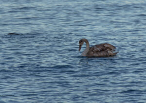 Wildlife photo from Estonia, January 2024, by Martin Marfeldt