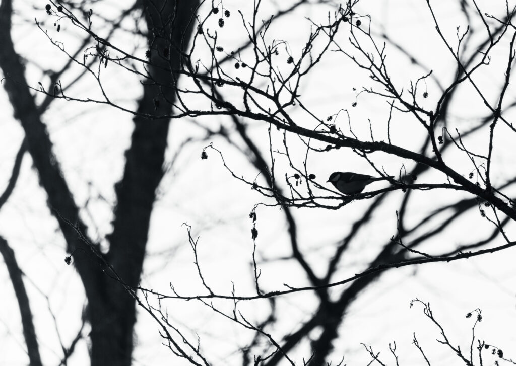 Wildlife photo from Estonia, January 2024, by Martin Marfeldt