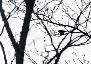 Wildlife photo from Estonia, January 2024, by Martin Marfeldt
