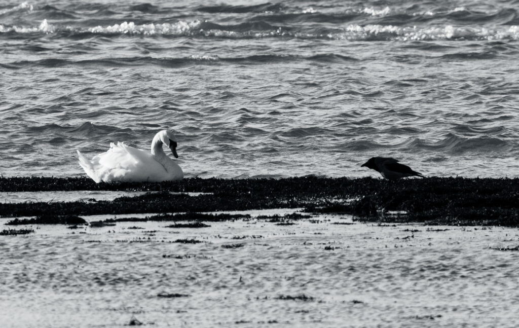 Wildlife photo from Estonia, January 2024, by Martin Marfeldt