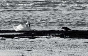 Wildlife photo from Estonia, January 2024, by Martin Marfeldt