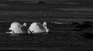 Wildlife photo from Estonia, January 2024, by Martin Marfeldt