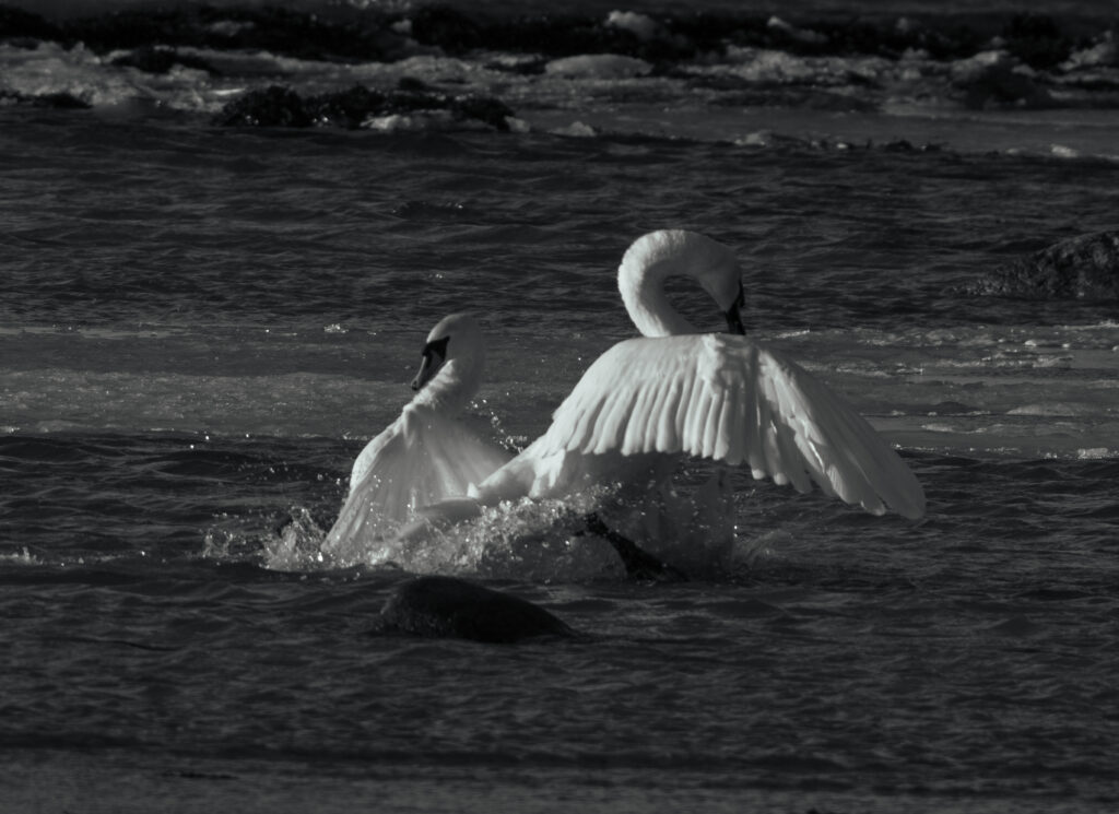 Wildlife photo from Estonia, January 2024, by Martin Marfeldt
