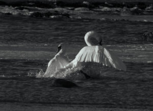 Wildlife photo from Estonia, January 2024, by Martin Marfeldt