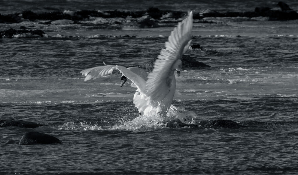 Wildlife photo from Estonia, January 2024, by Martin Marfeldt