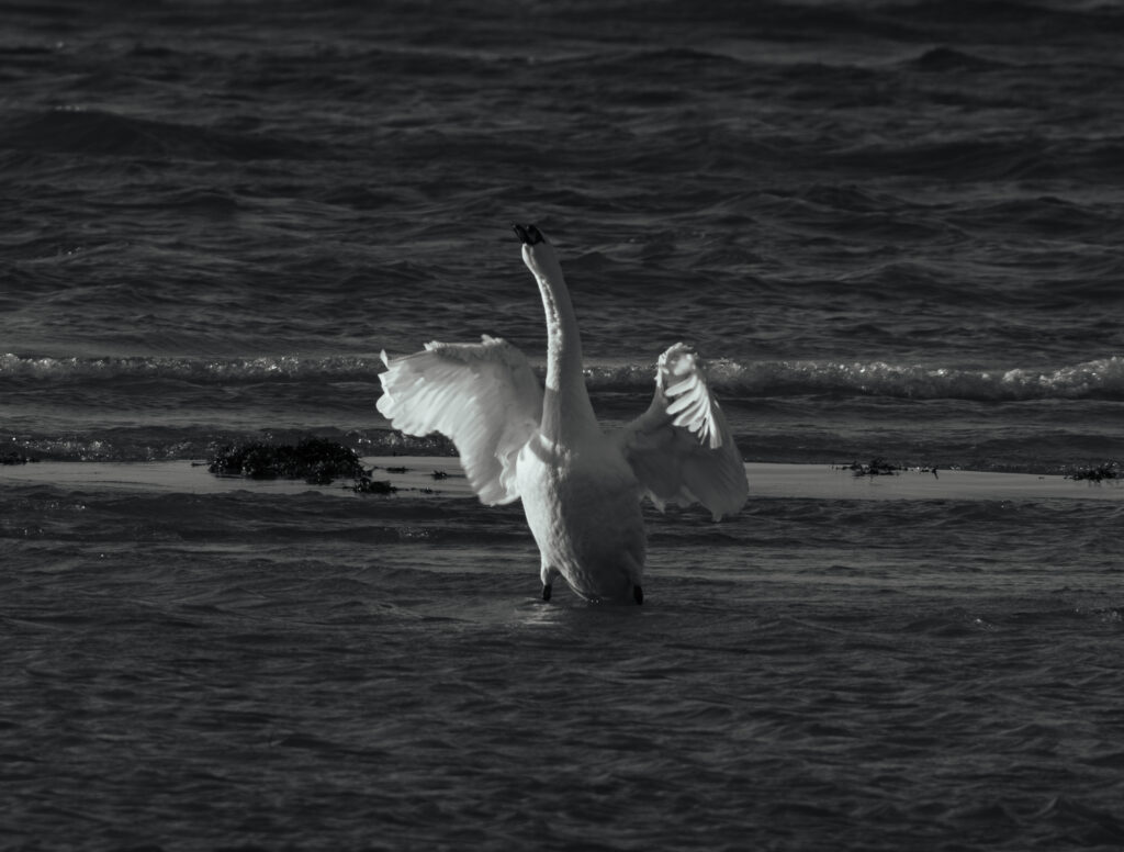 Wildlife photo from Estonia, January 2024, by Martin Marfeldt