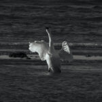 Wildlife photo from Estonia, January 2024, by Martin Marfeldt