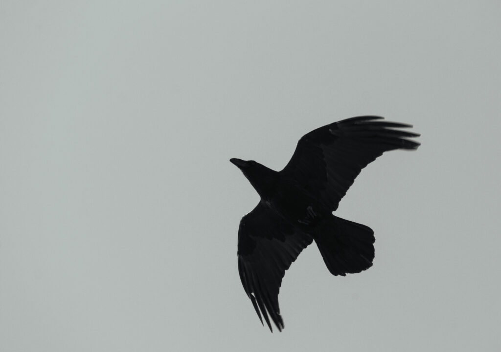 Wildlife photo from Estonia, February 2024, by Martin Marfeldt