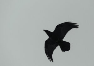 Wildlife photo from Estonia, February 2024, by Martin Marfeldt