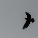 Wildlife photo from Estonia, February 2024, by Martin Marfeldt