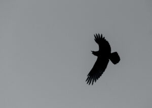 Wildlife photo from Estonia, February 2024, by Martin Marfeldt