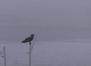 Wildlife photo from Estonia, February 2024, by Martin Marfeldt