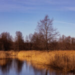 Landscape photo from Estonia, February 2024, by Martin Marfeldt