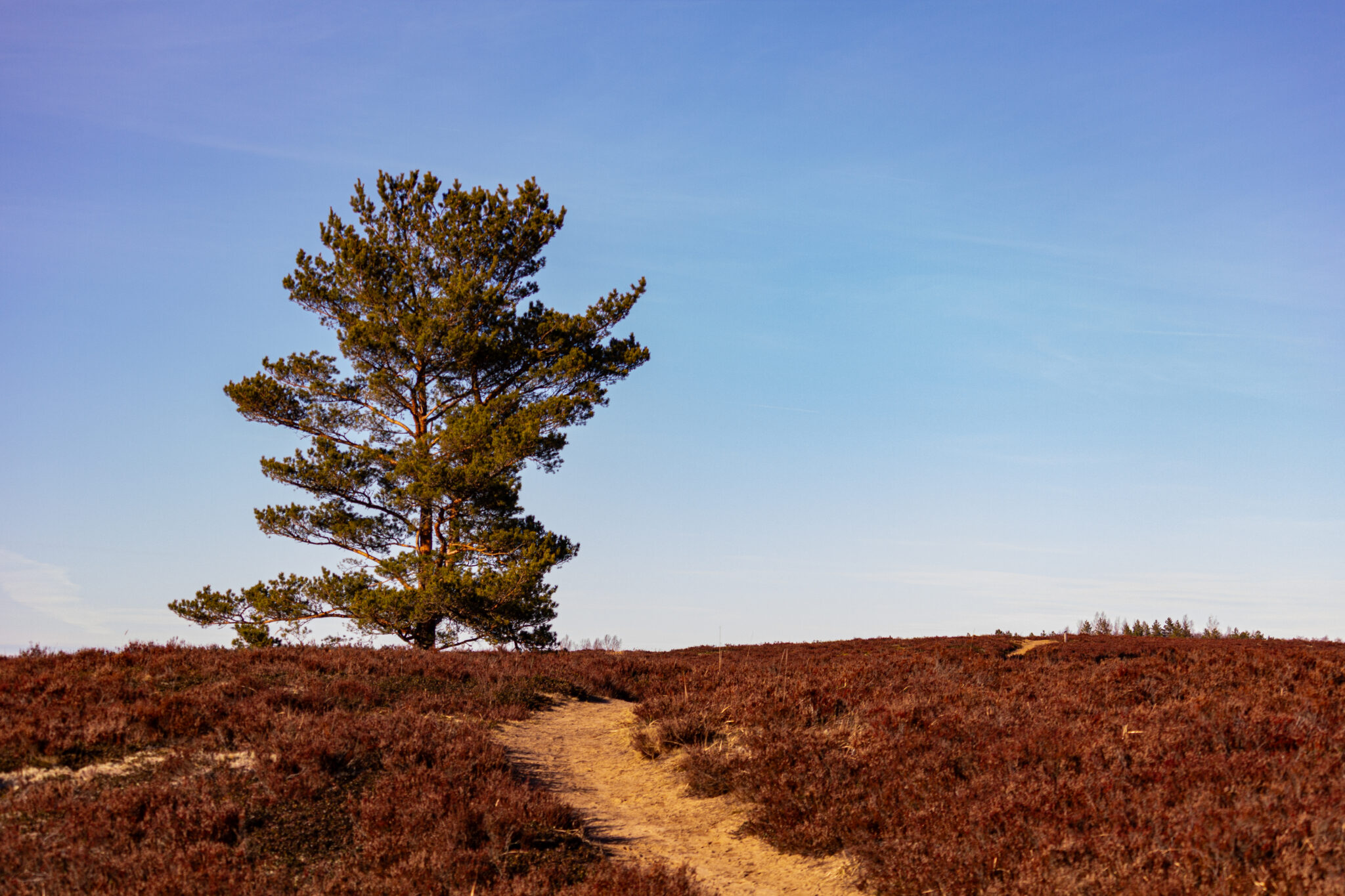 Landscape photo from Estonia, February 2024, by Martin Marfeldt
