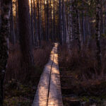 Landscape photo from Estonia, February 2024, by Martin Marfeldt