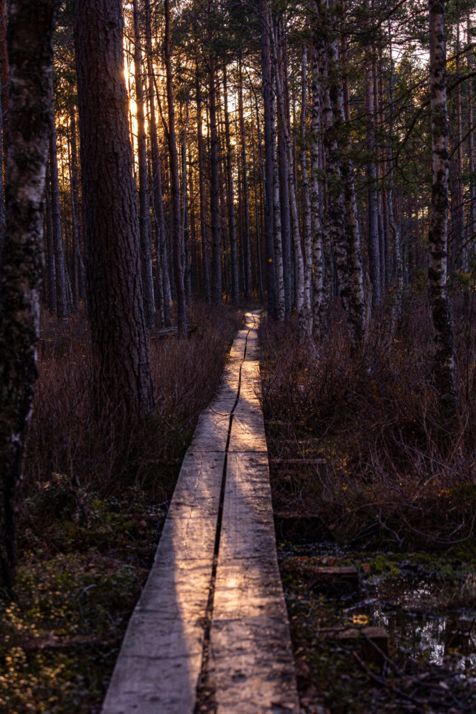 Landscape photo from Estonia, February 2024, by Martin Marfeldt