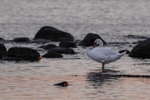 Swan