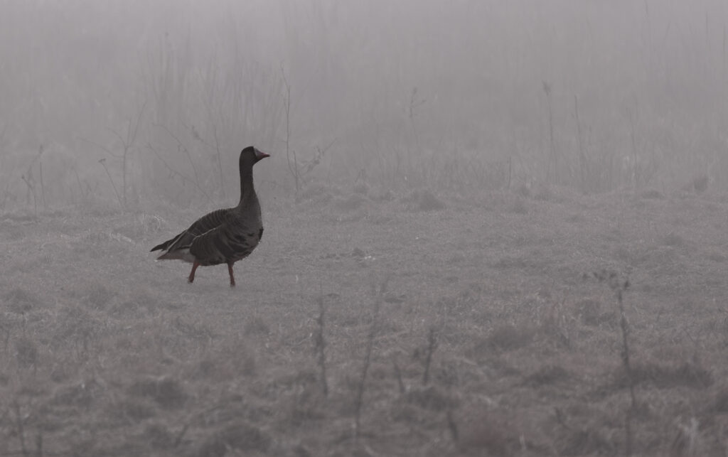 Wildlife photo from Estonia, February 2024, by Martin Marfeldt