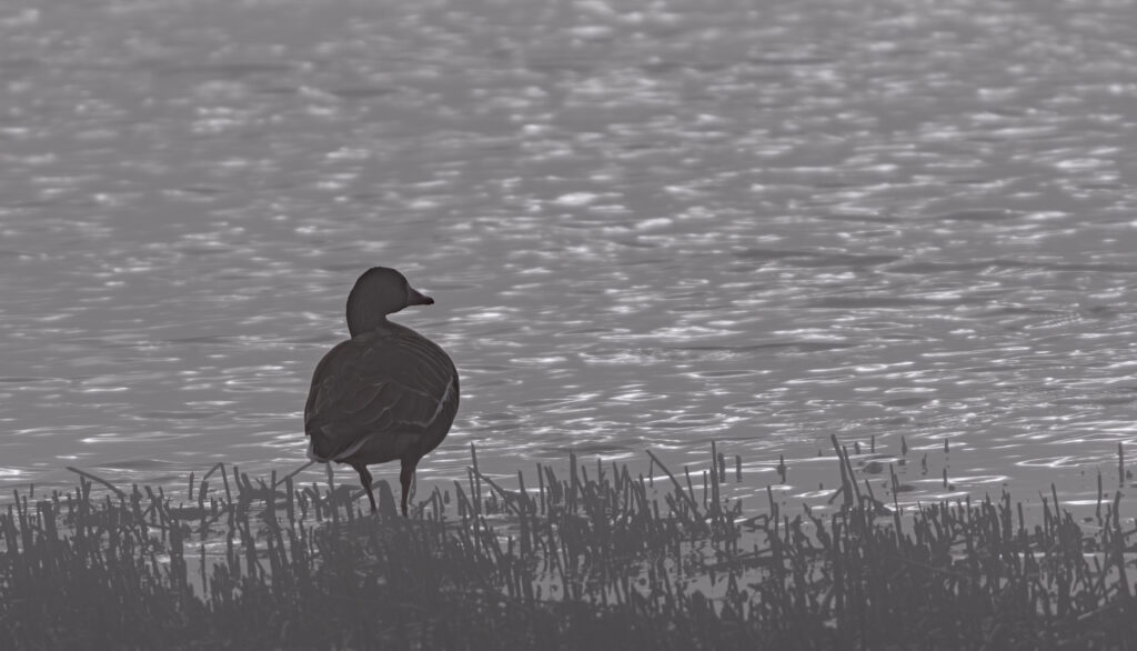 Wildlife photo from Estonia, February 2024, by Martin Marfeldt