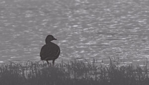 Wildlife photo from Estonia, February 2024, by Martin Marfeldt
