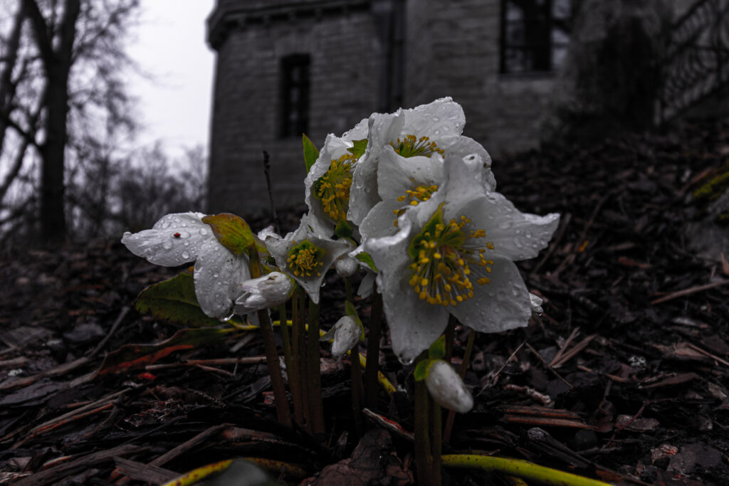 Nature photo from Estonia, February 2024, by Martin Marfeldt