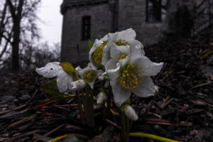 Nature photo from Estonia, February 2024, by Martin Marfeldt